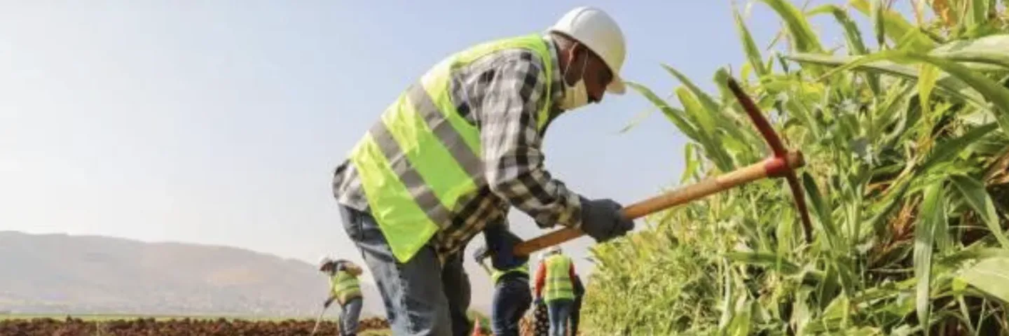 Arbeiter am Ernten
