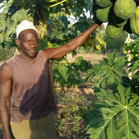 Mann vor einem Papaya-Baum